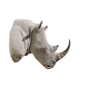 Rhino PNG-24798